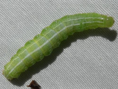 Réf. 323 469 : Cosmia affinis